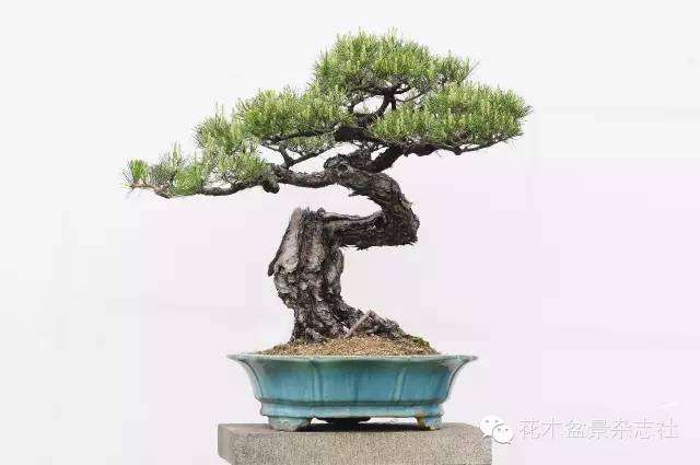 韩学年怎么蟠扎山松盆景