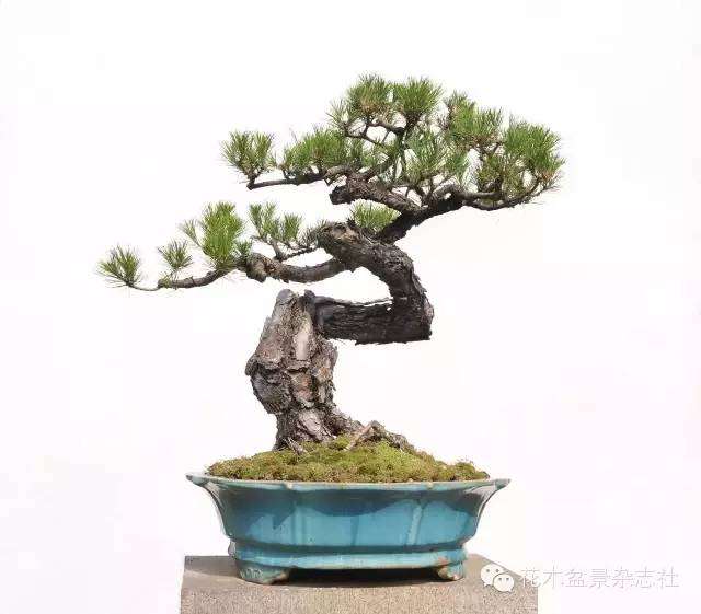 韩学年怎么蟠扎山松盆景的