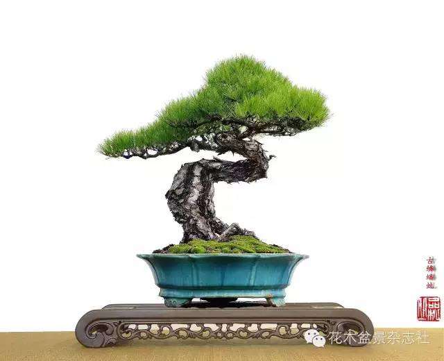 韩学年怎么蟠扎山松盆景