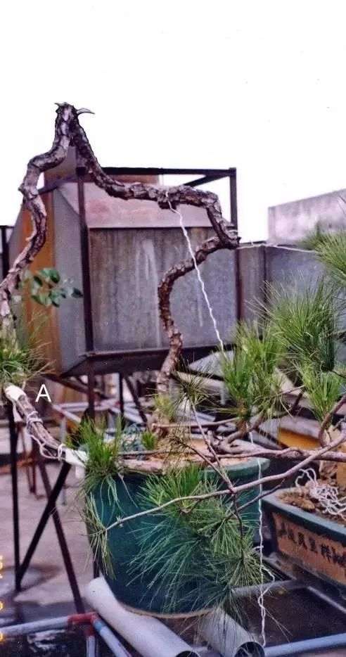 图解 韩学年教你玩山松盆景(三)流水行云