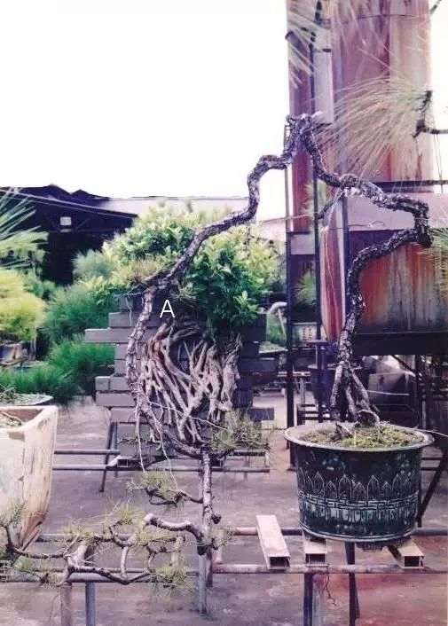 图解 韩学年教你玩山松盆景(三)流水行云