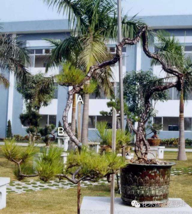 图解 韩学年教你玩山松盆景(三)流水行云