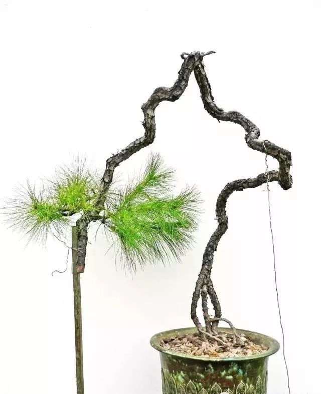 图解 韩学年教你玩山松盆景(三)流水行云