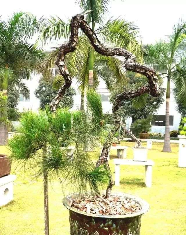 图解 韩学年教你玩山松盆景(三)流水行云