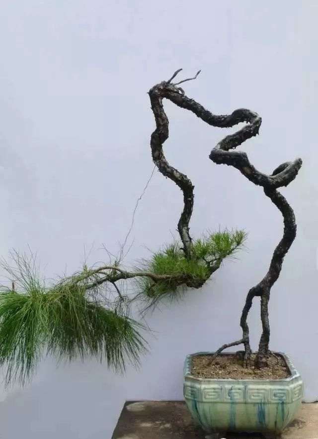 图解 韩学年教你玩山松盆景(三)流水行云