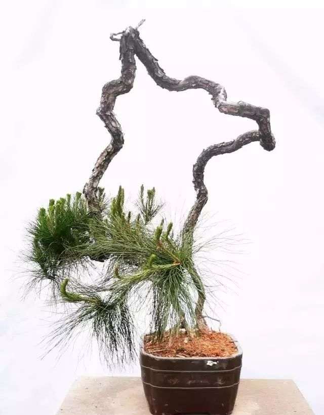 图解 韩学年教你玩山松盆景(三)流水行云