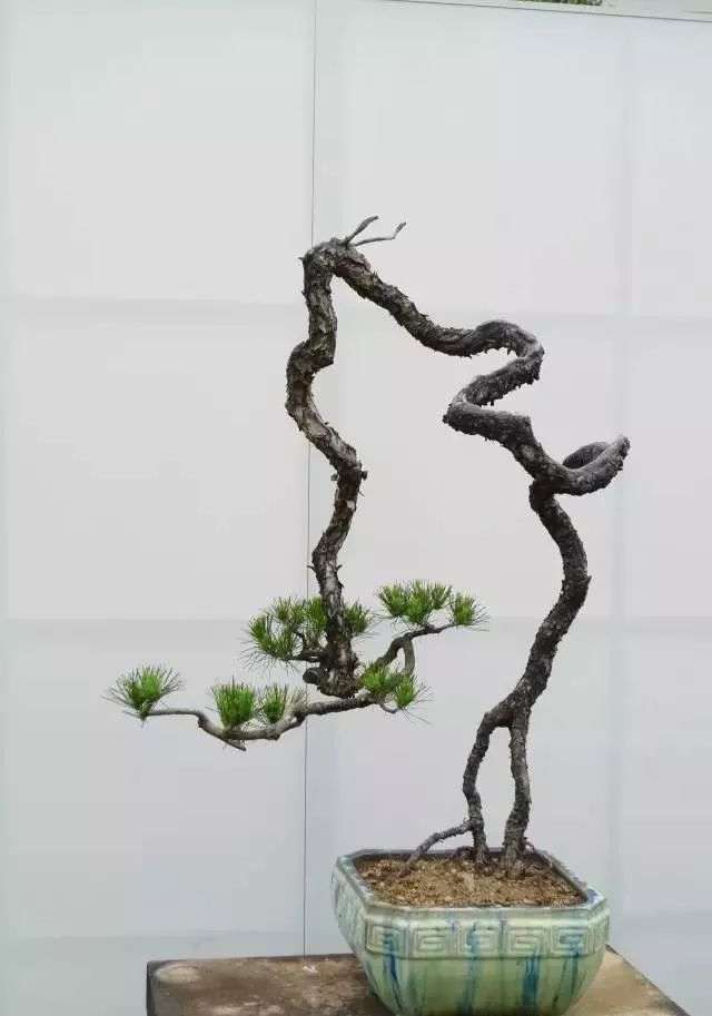 图解 韩学年教你玩山松盆景(三)流水行云