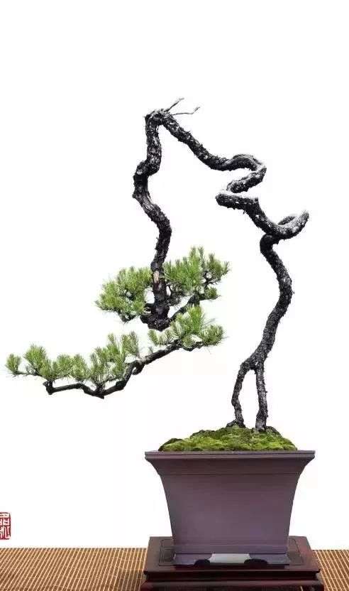 图解 韩学年教你玩山松盆景(三)流水行云