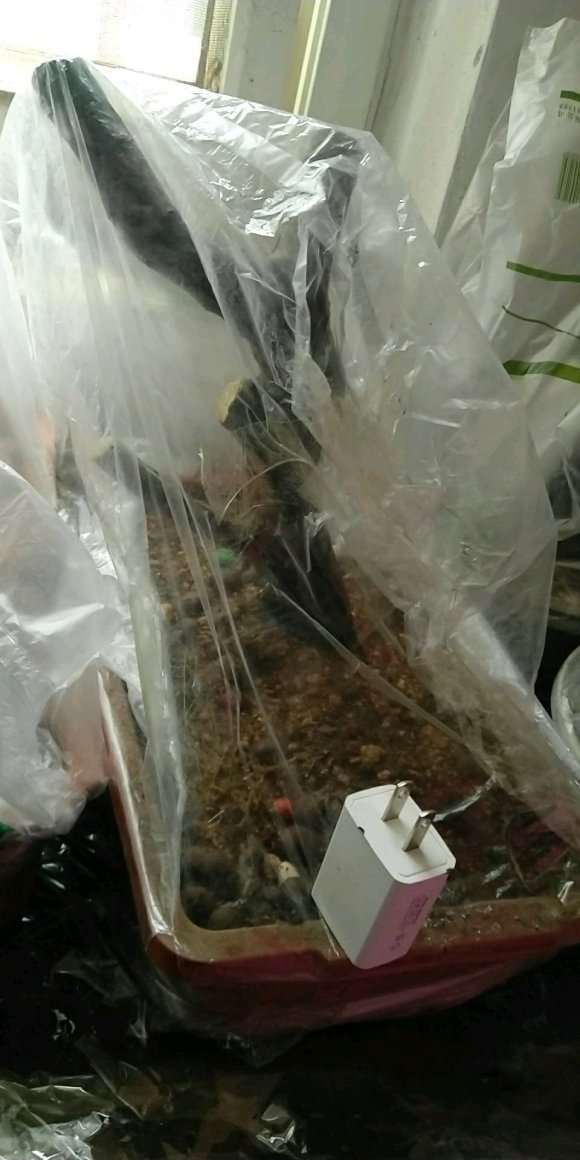 下山桩套袋9天 长毛了 还用再套吗
