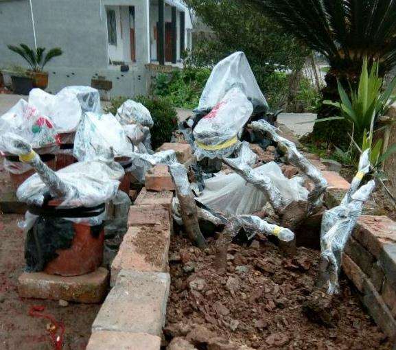 金弹子下山桩生桩套袋该什么时候摘