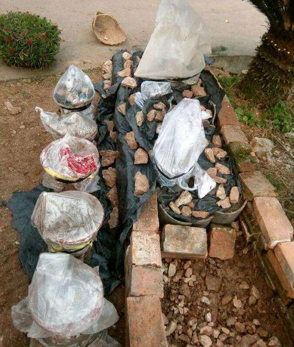 金弹子下山桩生桩套袋该什么时候摘