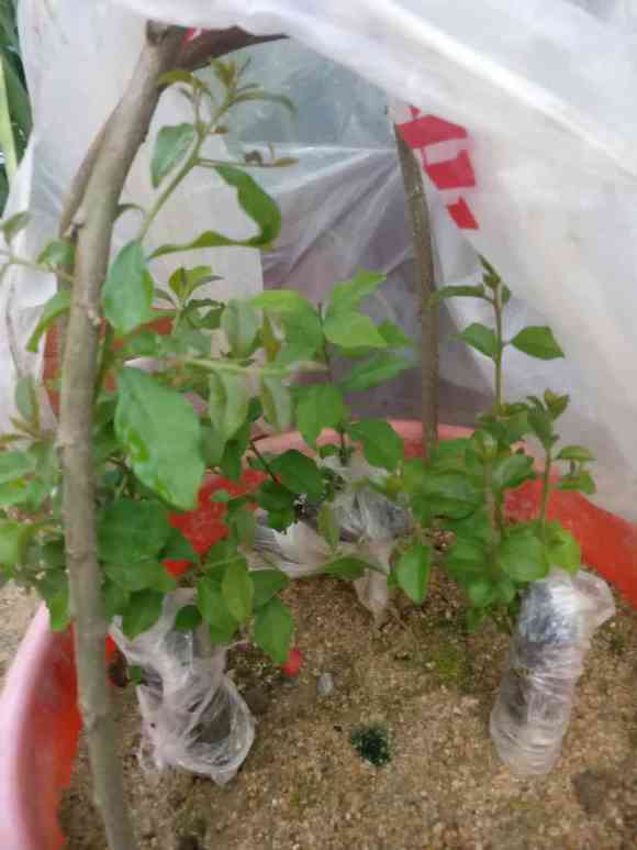 金弹子下山桩生桩套袋该什么时候摘