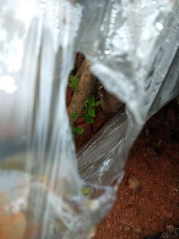 映山红下山桩生桩套袋