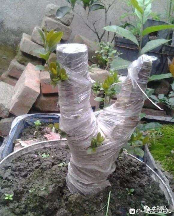 下山桩怎么缠膜套袋的那些事