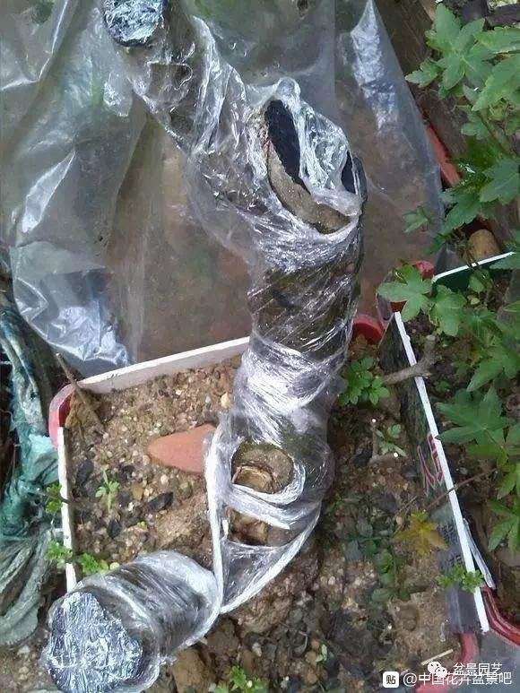 下山桩怎么缠膜套袋的那些事