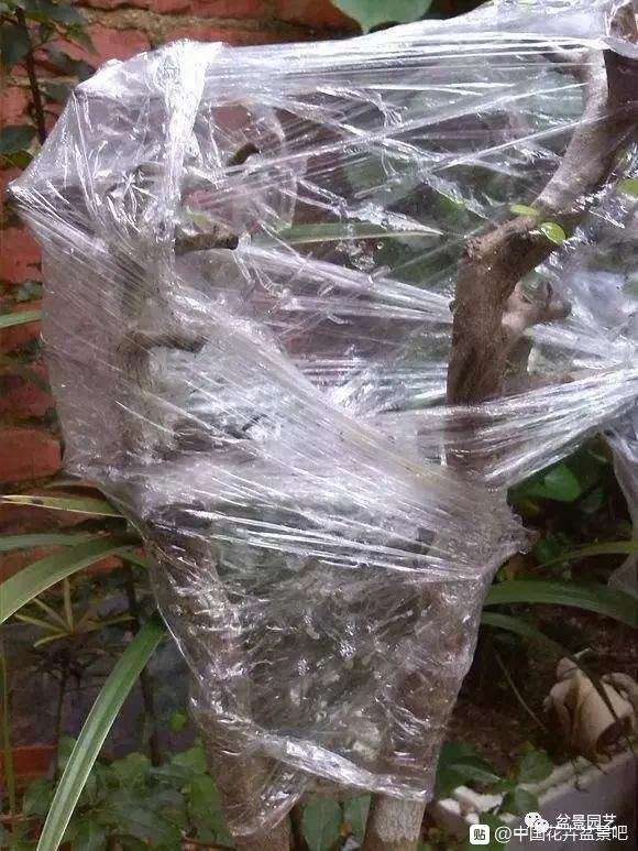 下山桩怎么缠膜套袋的那些事