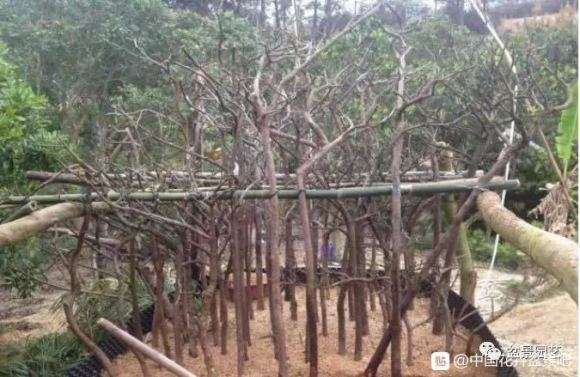 再说下山桩怎么打围的方法