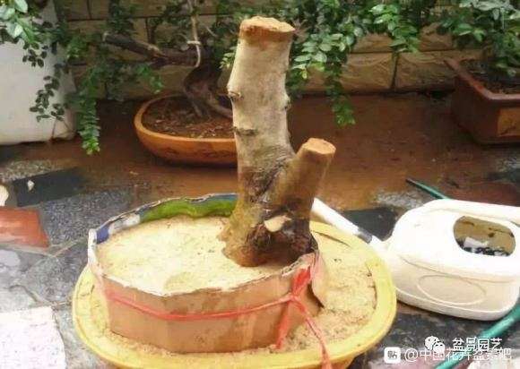 再说下山桩怎么打围的方法