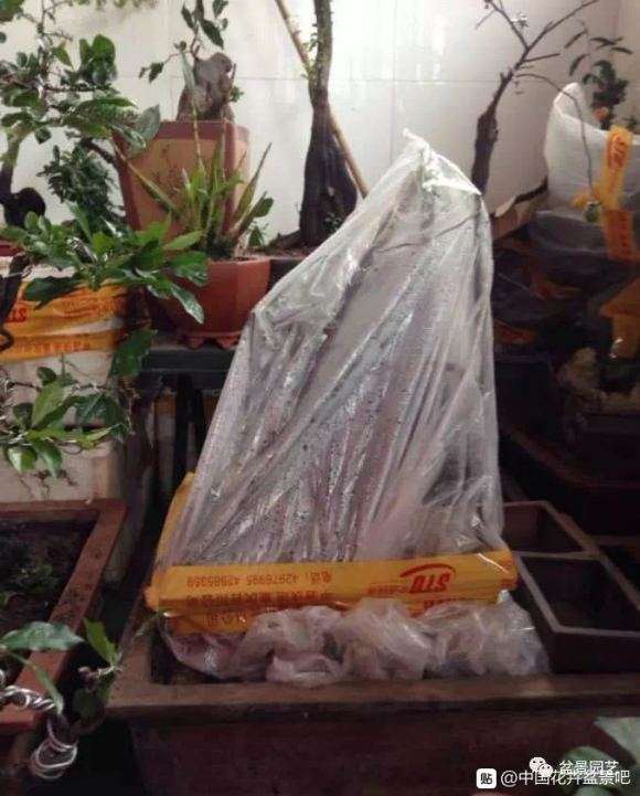 下山桩缠膜套袋怎么去除的方法