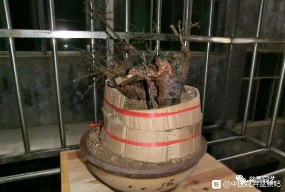 下山桩缠膜套袋怎么去除的方法