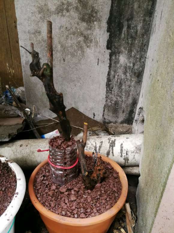 下山桩生桩用不用套袋