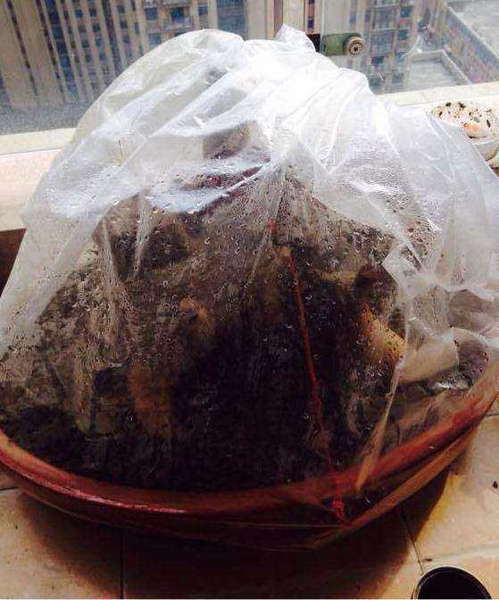 下山桩套袋什么时候拿掉