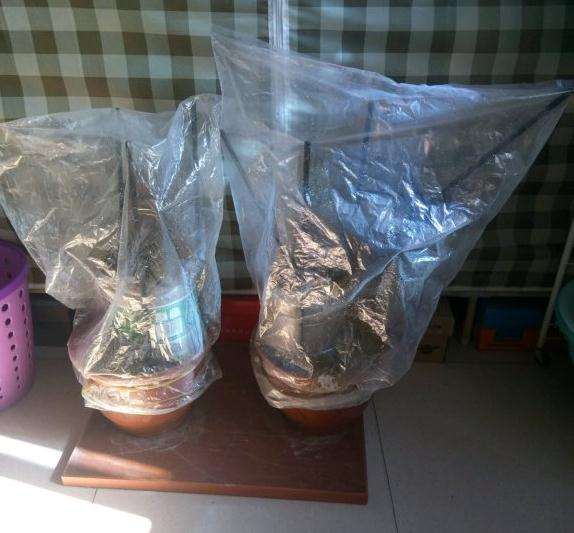 榆树下山桩怎么套袋保湿的方法
