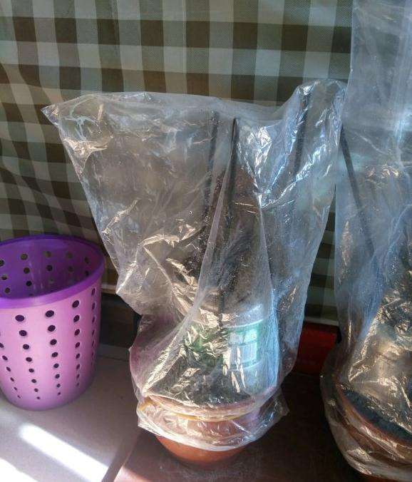 榆树下山桩怎么套袋保湿的方法