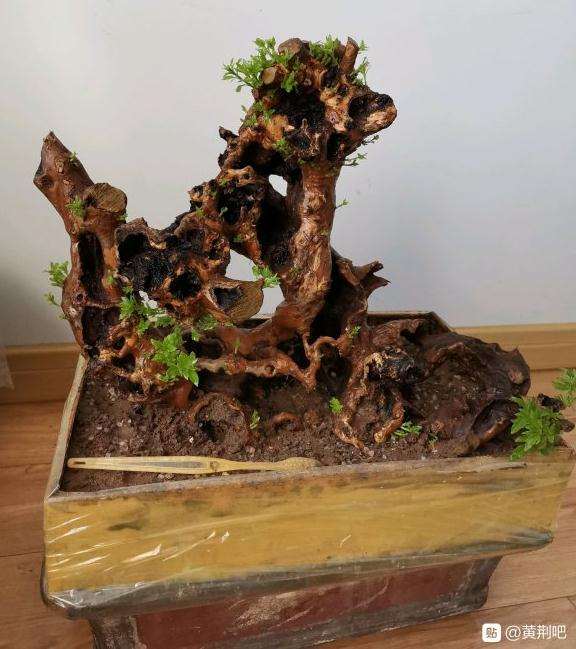 黄荆下山桩生桩套袋发芽了