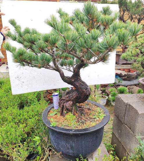 黑松下山桩修根后 用纯河沙种 透水 透气