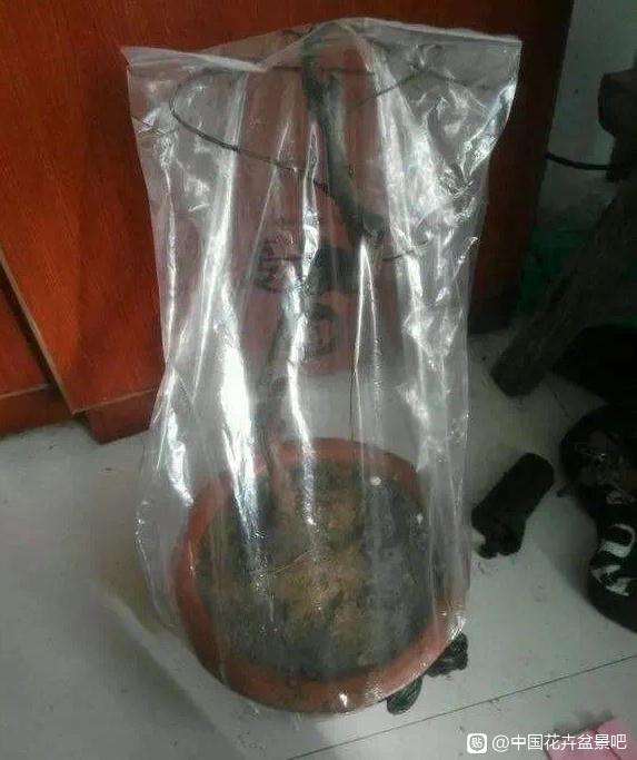 北方下山桩要不要套袋