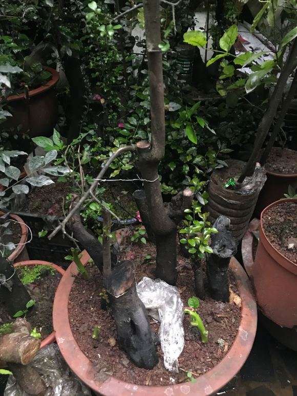 栽金弹子下山桩生桩要缠膜套袋吗