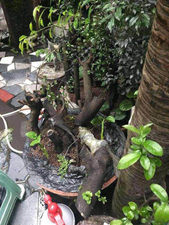 栽金弹子下山桩生桩要缠膜套袋吗