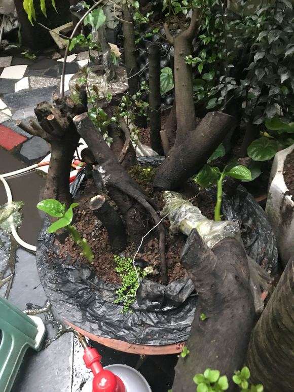 栽金弹子下山桩生桩要缠膜套袋吗