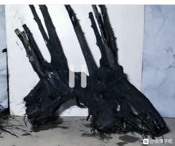 金弹子下山桩不缠膜套袋