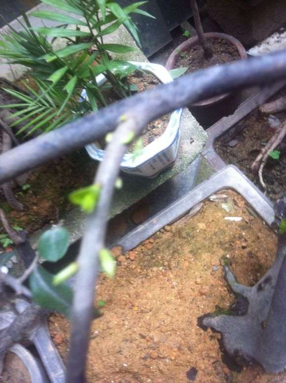 金弹子下山桩生桩发芽了