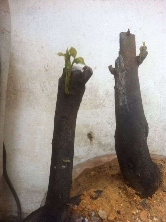 金弹子下山桩生桩发芽了