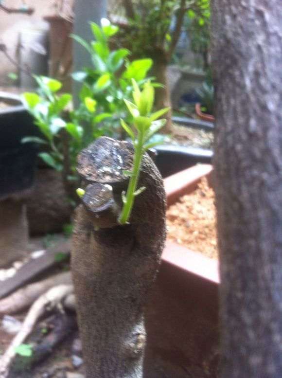 金弹子下山桩生桩发芽了