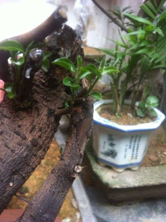 下山桩套袋后就不用喷水了吗