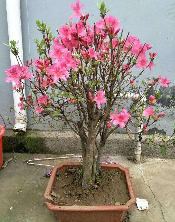 映山红下山桩1个月还没芽 不知能活吗