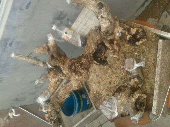 下山桩怎么发黑呢 难道是喷水喷的