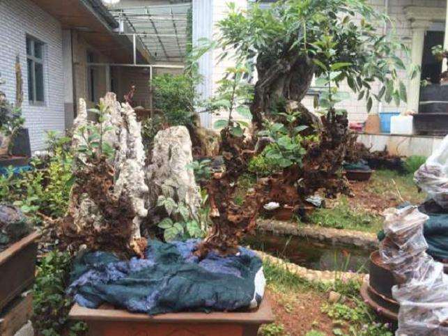 流苏下山桩套袋 干部发霉 对成活有影响吗