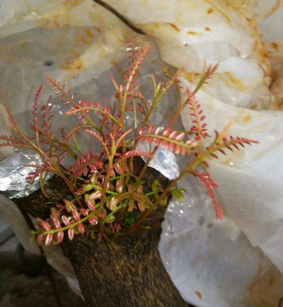 四月底下山桩可以撤套袋了么