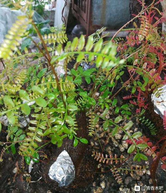 四月底下山桩可以撤套袋了么