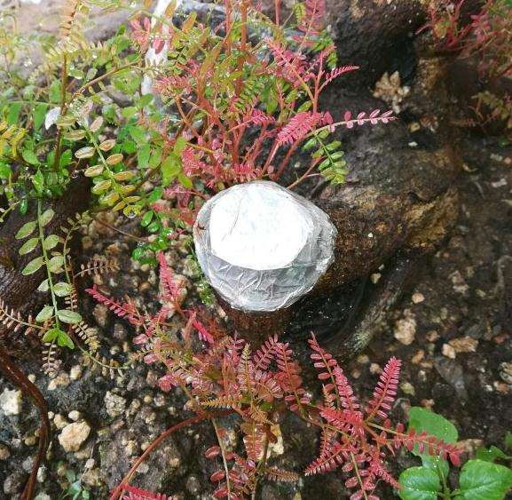 四月底下山桩可以撤套袋了么