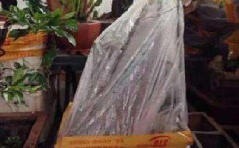 下山桩生桩套袋缠膜后