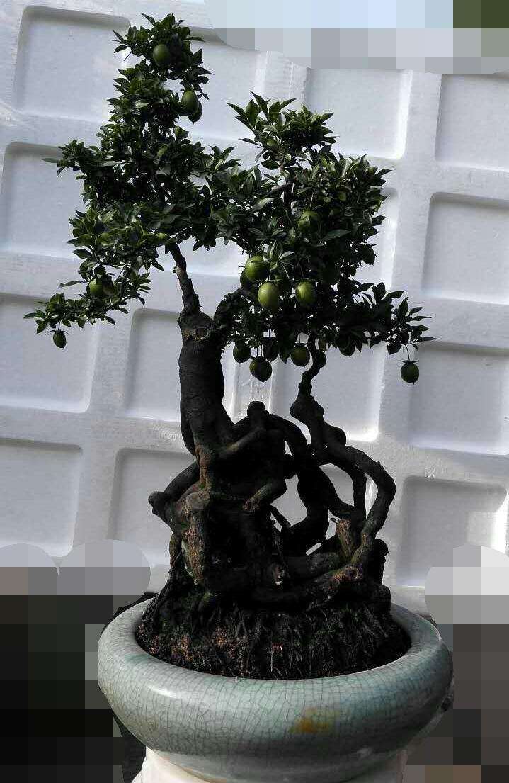 金弹子下山桩生桩套袋半个月