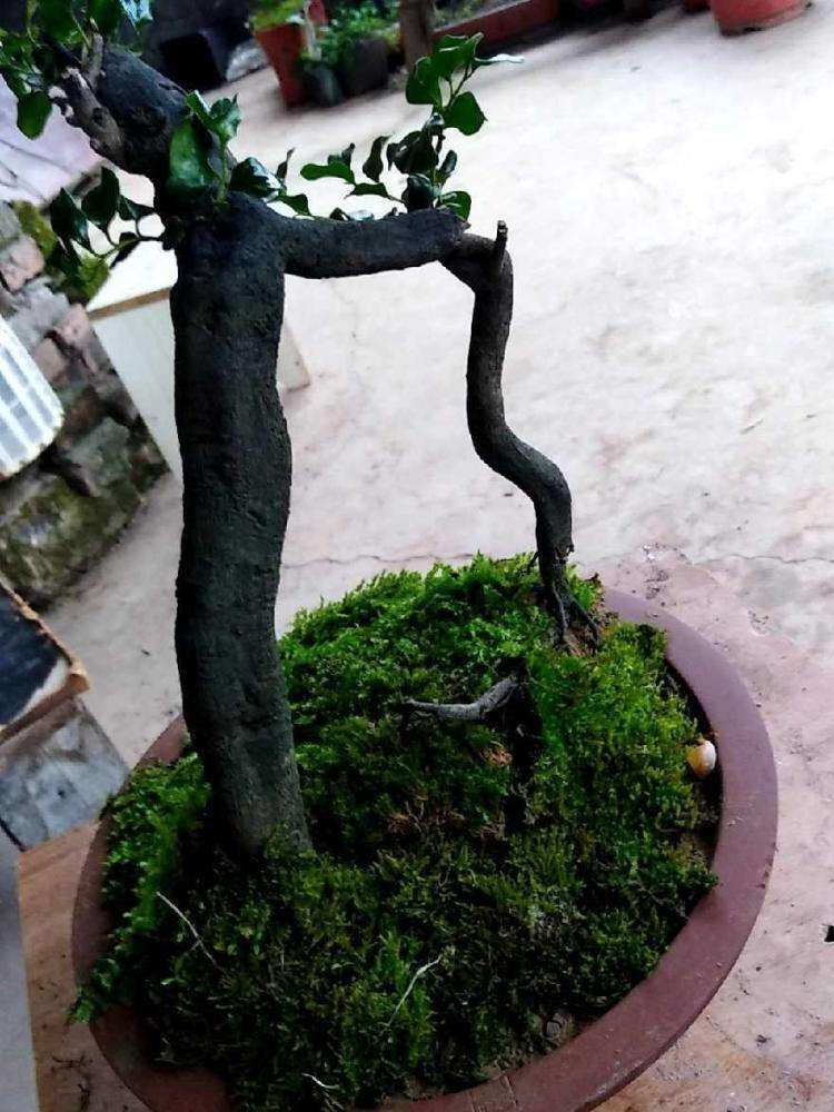 金弹子下山桩生桩套袋半个月