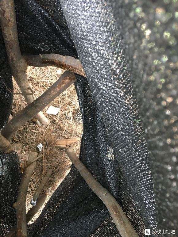 映山红下山桩1月了不发芽套袋