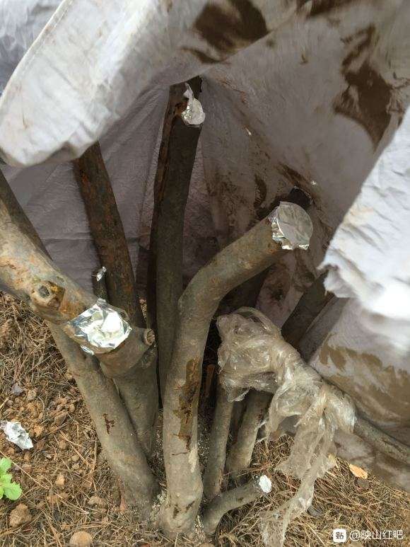 映山红下山桩1月了不发芽套袋